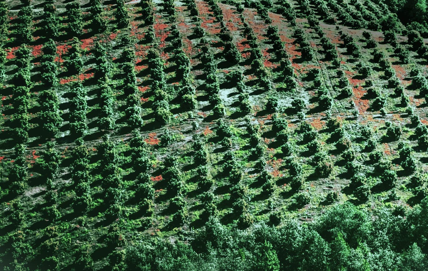 Farmland investing for institutional portfolios